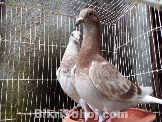 ৪ পরের রেডচেকার ও মিলি রেচার মাদি বিক্রয়।